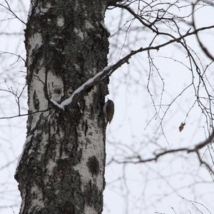 Eurasian Treecreeper