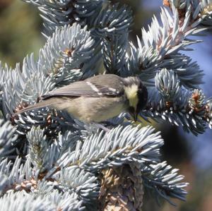 Great Tit