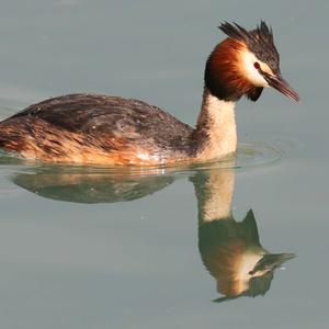 Great Crested Grebe