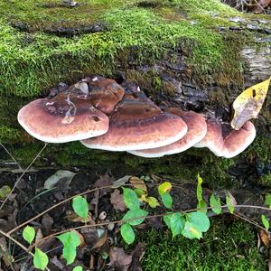 Resinous Polypore