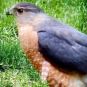 Sharp-shinned Hawk