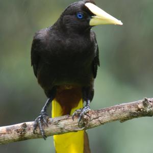 Crested Oropendola