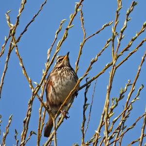 Redwing