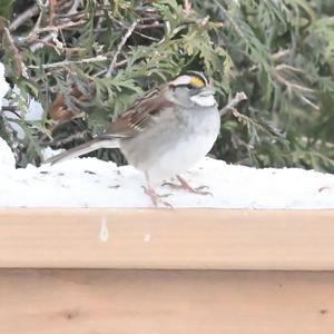 White-throated Sparrow