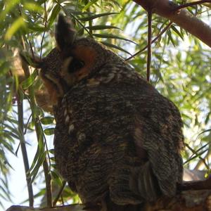 Long-eared Owl