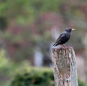 Common Starling