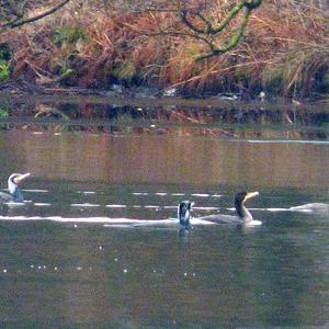 Great Cormorant