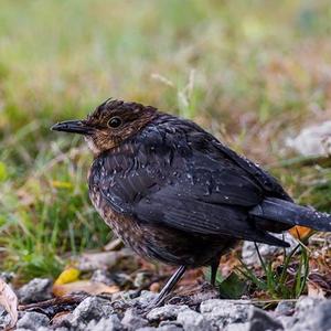 Eurasian Blackbird