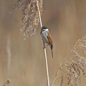 Reed Bunting