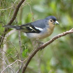 Eurasian Chaffinch