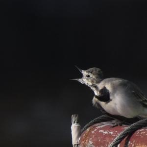 White Wagtail