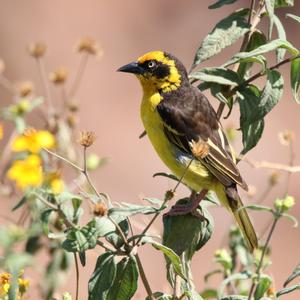 Baglafecht Weaver