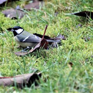 Great Tit