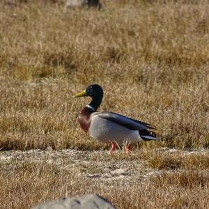 Mallard