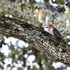 Red-bellied Woodpecker