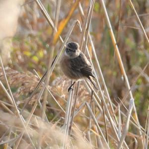 Reed Bunting