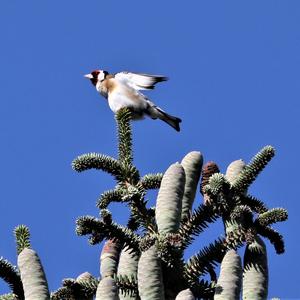 European Goldfinch