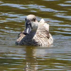 Marbled Teal