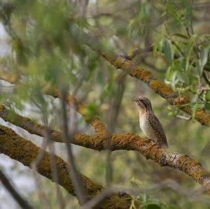 Eurasian Wryneck