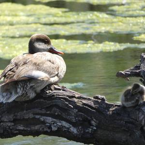 Red-crested Pochard