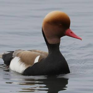 Red-crested Pochard