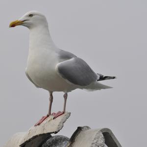 Glaucous-winged Gull