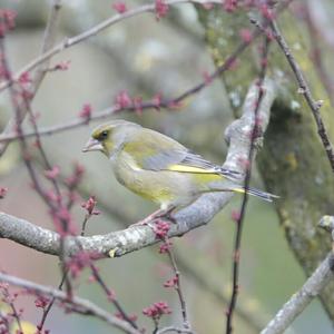 European Greenfinch