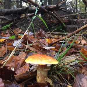 Larch Suillus