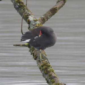 Common Moorhen