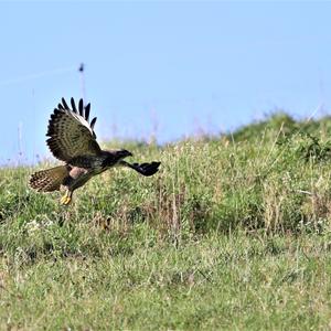 Mäusebussard