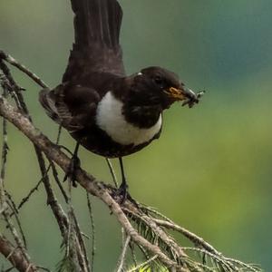 Ring Ouzel