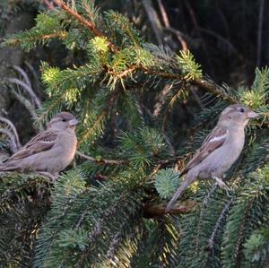 House Sparrow