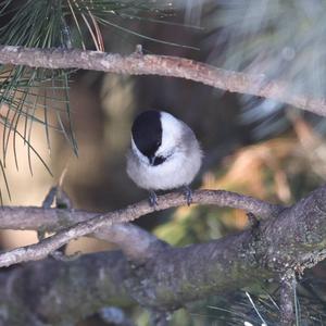 Willow Tit