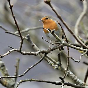 European Robin