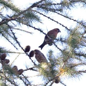 Red Crossbill