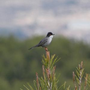 Sardinian Warbler