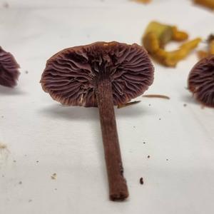 Amethyst Deceiver