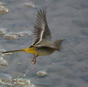 Grey Wagtail