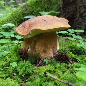 Summer Bolete