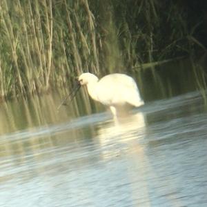 Eurasian Spoonbill