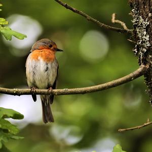 European Robin