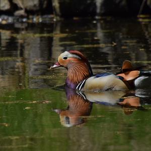 Mandarin Duck