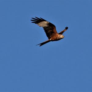 Red Kite