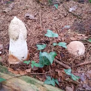 Stinkhorn, Common