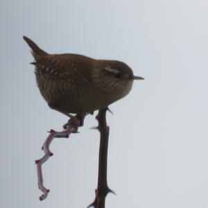 Winter Wren