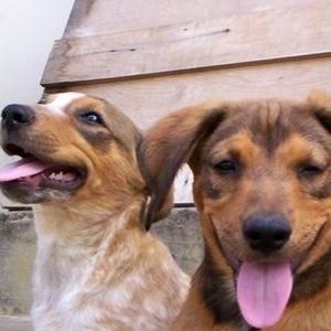Unknown Breed