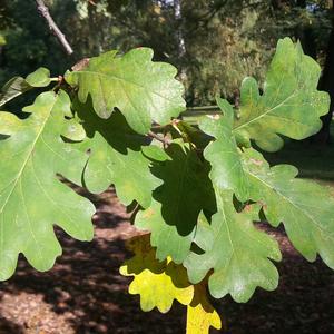 Pedunculate Oak