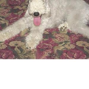 Bedlington Terrier