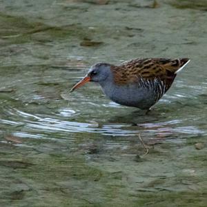 Water Rail