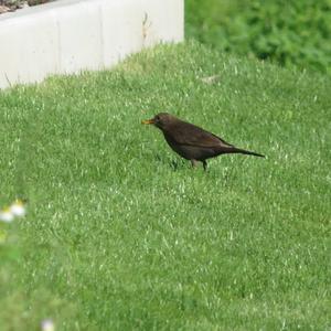 Eurasian Blackbird